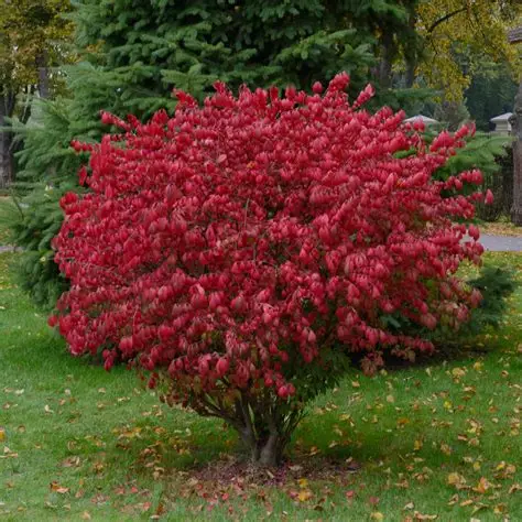 Dwarf Burning Bush #2H