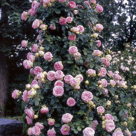 Eden Climber Climbing Rose #2W