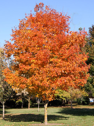 Fall Fiesta Maple #15H