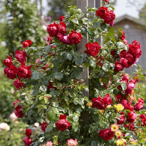 Florentina Climbing Rose #2W