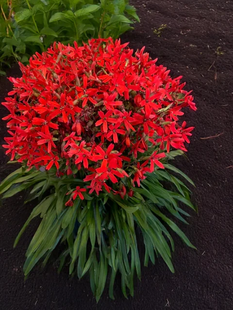 Forged by Fire™ Catchfly