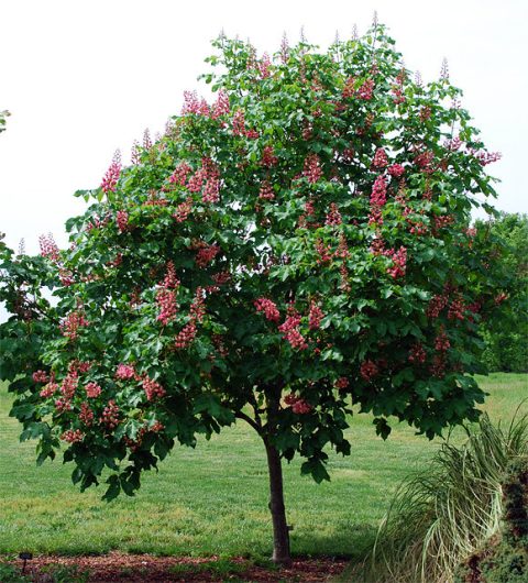 Fort McNair Horse Chestnut 40mm