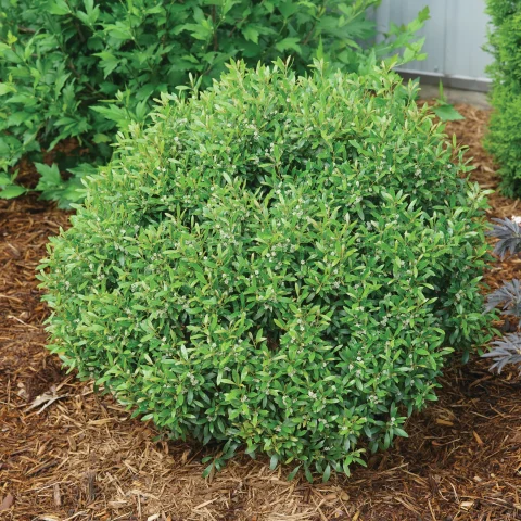 Gem Box Holly #2H