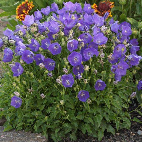 Genti Blue Bellflower
