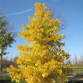 Ginkgo biloba 'Fastigiata Blagon' #7W