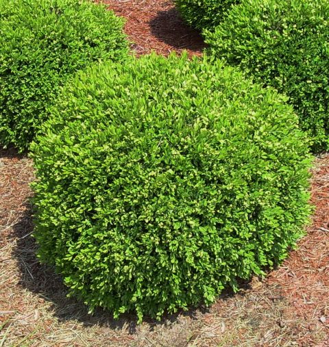 Green Gem Boxwood #3H