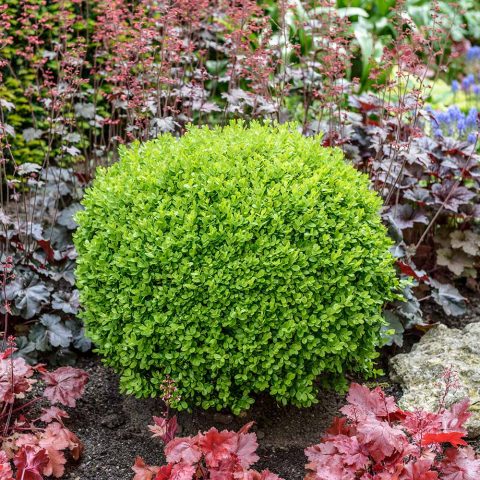 Green Velvet Boxwood #3H