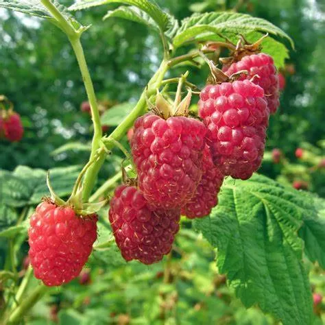 Heritage Raspberry #1W