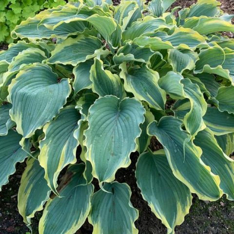 Love Story Hosta