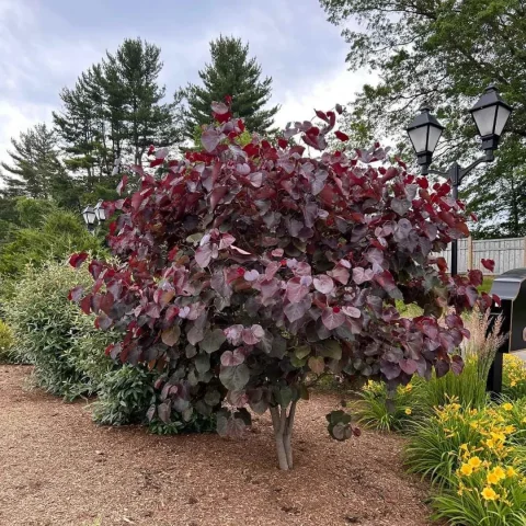 Midnight Express Redbud #7