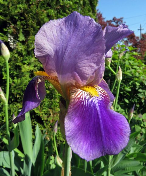 Mission Ridge Tall Bearded Iris