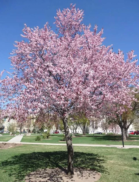 Newport Flowering Plum 40mm