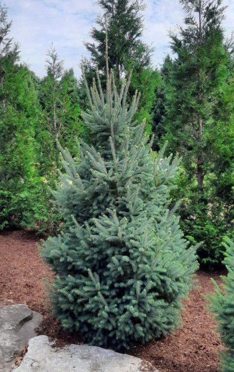 North Pole Spruce #10H