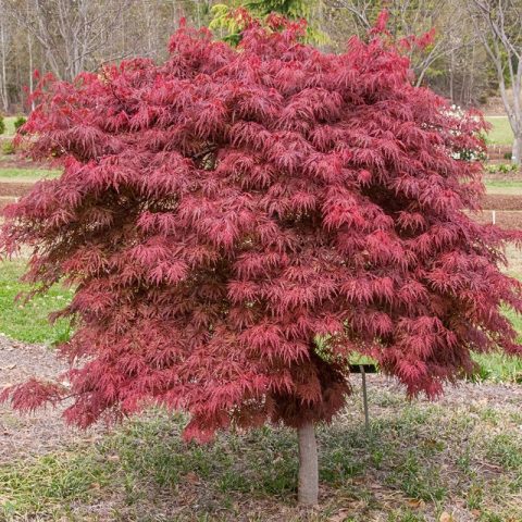 Orangeola Cutleaf Japanese Maple