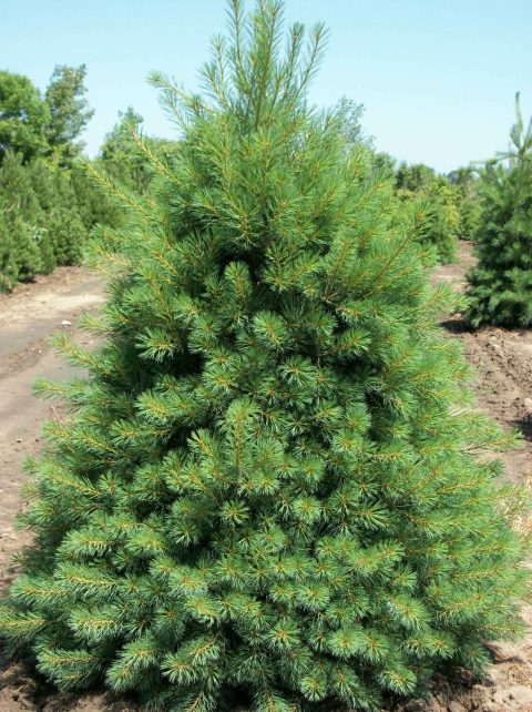 Pinus strobus White #10H