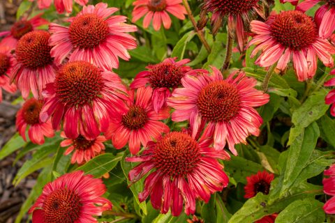 Salsa Red Coneflower