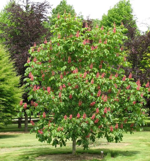Ruby Red Horse Chestnut 40mm
