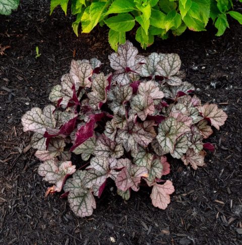 Spice Curls Coral Bells