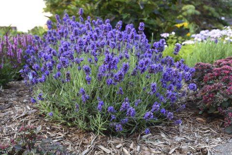 Sweet Romance Lavender