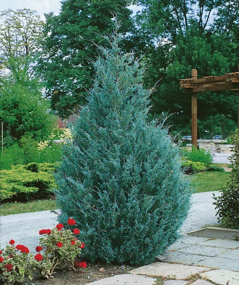 Wichita Blue Juniper #7H