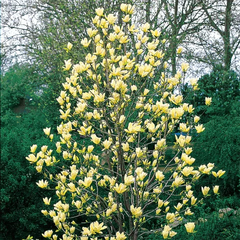 Yellow Bird Magnolia Tree #15H