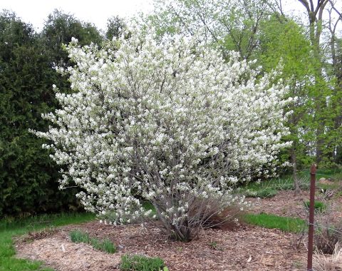 'Rainbow Pillar' Redbud #7W