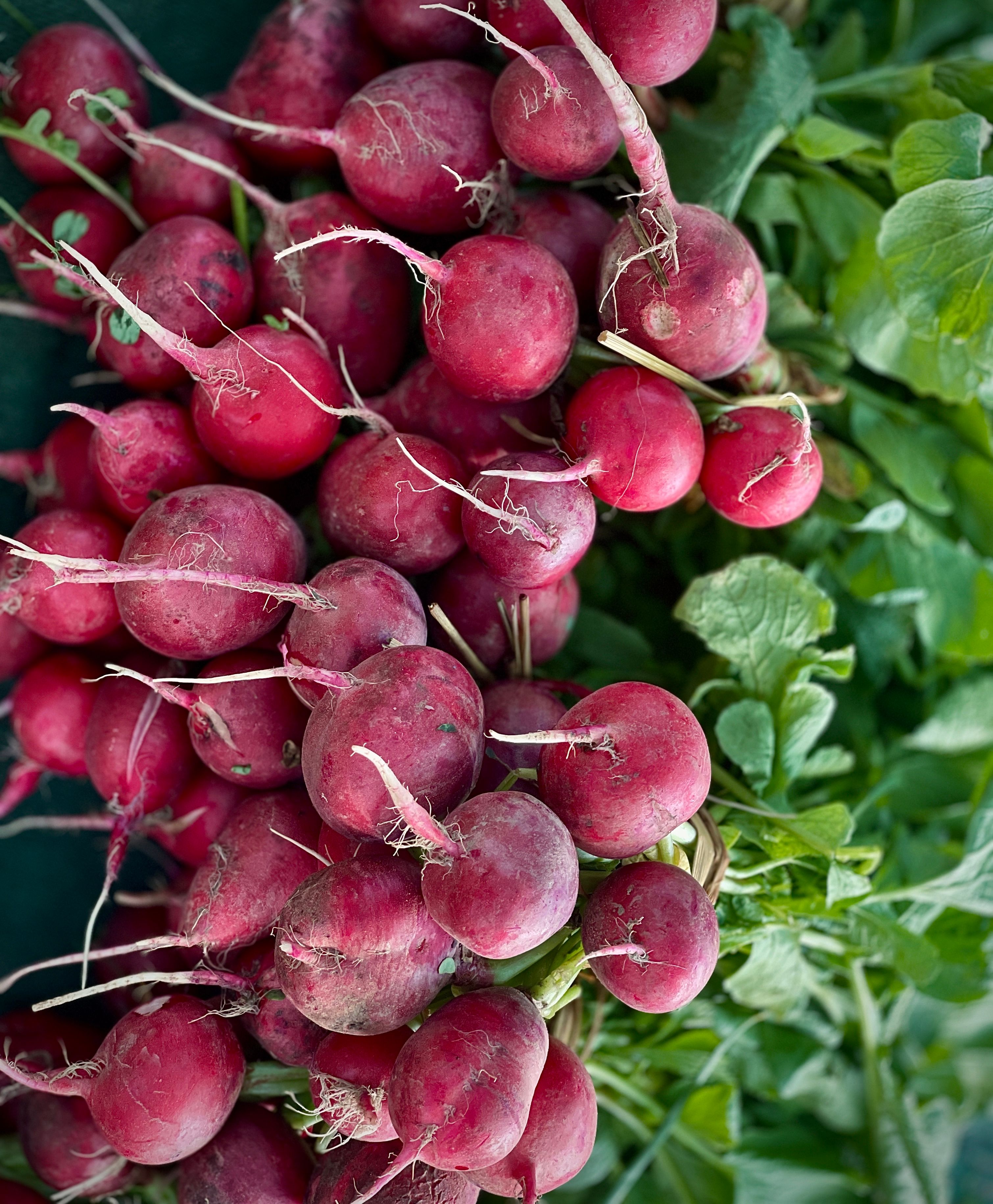 radishes